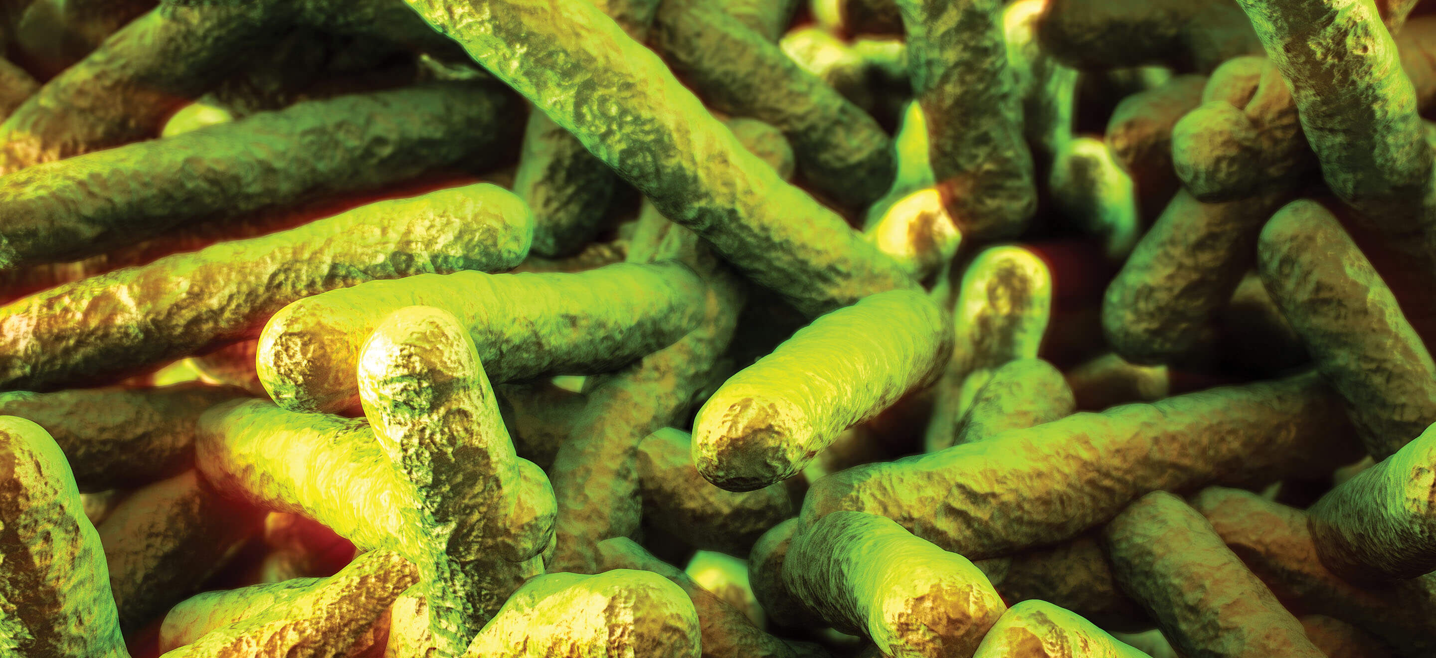 Listeria spp and Listeria monocytogenes A Harmful